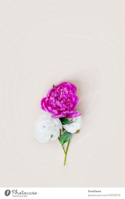 Beautiful pink white peony flowers on a light background with space for text. Postcard, greeting, gift. Side view isolated fresh floral bud romantic botanical