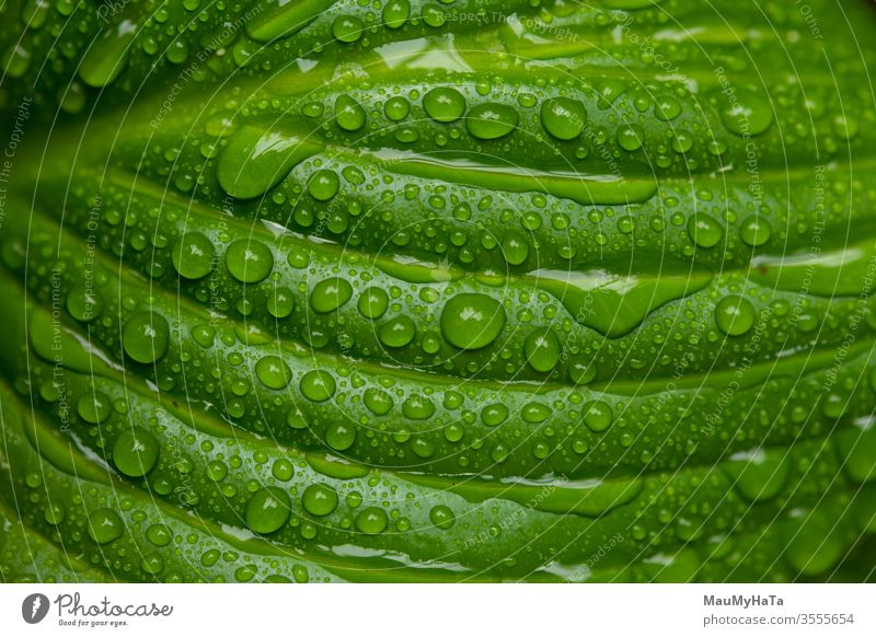 Water drops in green leaf water rain seoason spring liquid plant nature macro clouse-up