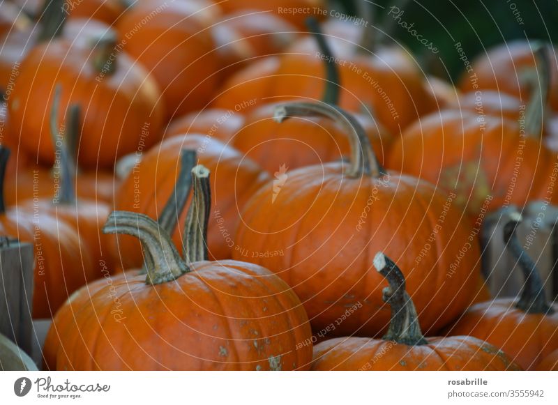 rich harvest pumpkins | vital Pumpkin Harvest thanksgiving Many Orange Vegetable Public Holiday Hallowe'en Fresh Food food products Biological Nutrition