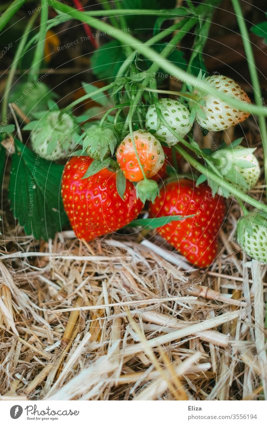 Ripe and unripe strawberries on a bush in a strawberry field Strawberry home-picked Picked oneself Field reap Harvest Delicious Fruity Summer Red Mature Tavern
