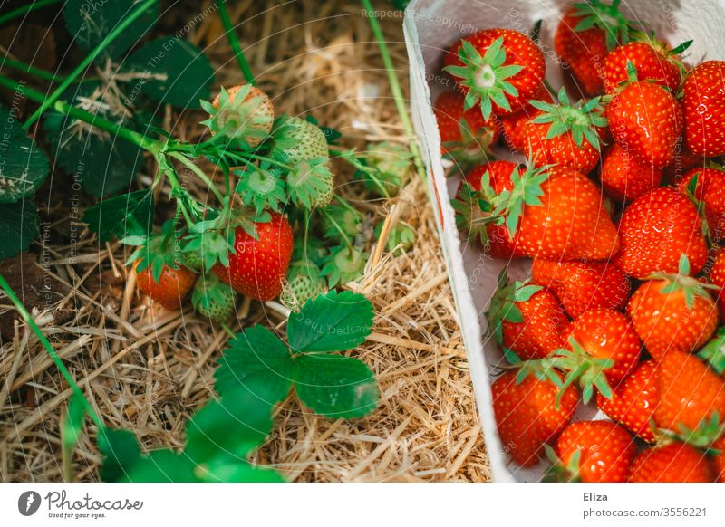 A basket of ripe, freshly picked strawberries next to a strawberry bush in the strawberry field Strawberry Mature Pick yourself amass Red Delicious Field