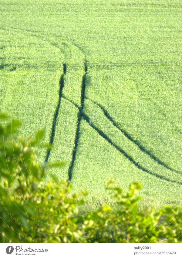 rutting... Field Grain Tracks incisions Switch Agriculture Impression Ear of corn green grain Growth Transport Lanes & trails Rut Summer