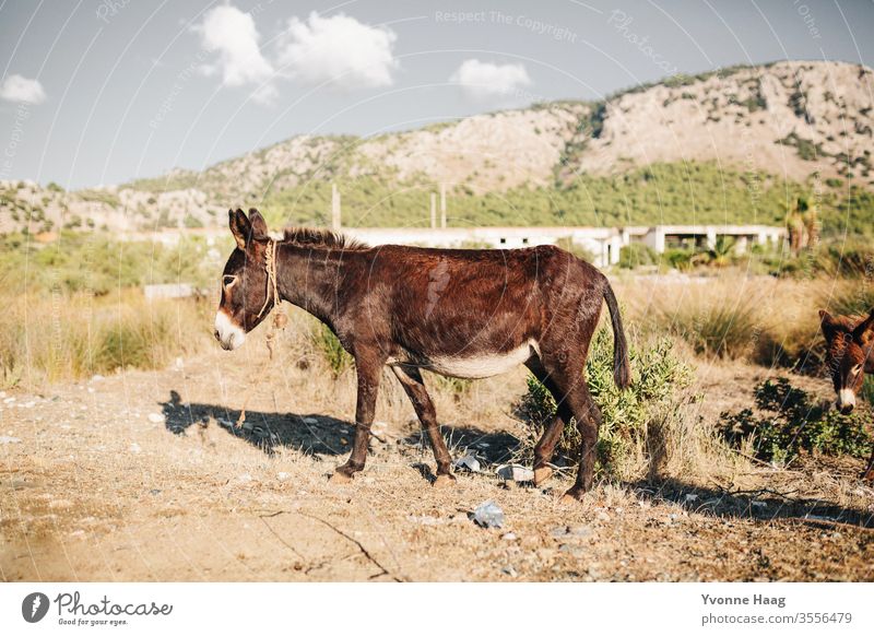 ass Summer Summer vacation Donkey Dog-ear Exterior shot Animal Colour photo Animal portrait Nature Curiosity Looking into the camera Brown Deserted Farm animal