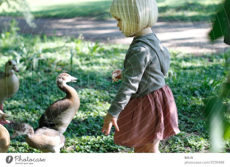 Small, sweet, cute, blonde girl with funny pony, stands in nature with beautiful, beautiful light, to feed ducks. The child holds bread, as animal food in her hand, throws it to the animals and is happy about their hunger.