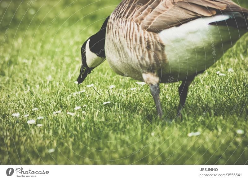A mallard waddles on the meadow and nibbles daisies Duck Grass To feed Animal birds Colour photo Exterior shot vintage Deserted Beak Day Meadow Mallard