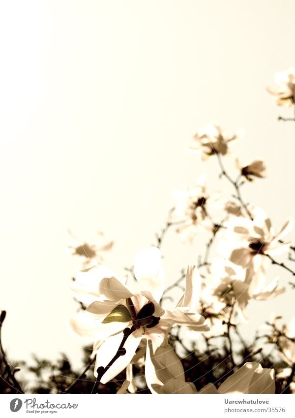 Flowers to the poem Blossom Treetop Dark Horizon Light Style Bright Old Sky Elegant