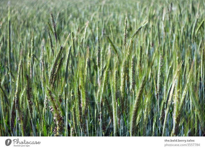 wheat field Field Wheatfield Grain Grain field Grain ear Wheat ear spike green Nature Plant Agricultural crop Summer Agriculture Growth Ear of corn Cornfield