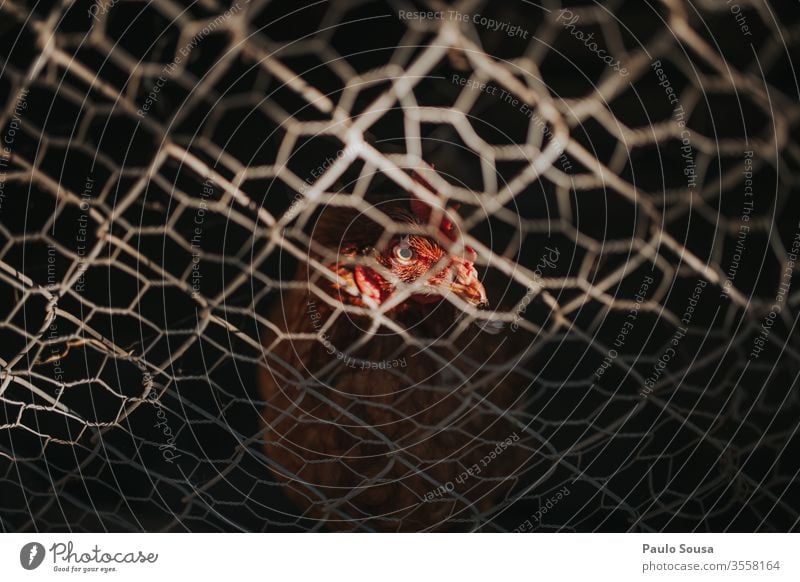 Chicken portrait Poultry Poultry farm Bird Rooster Farm animal Colour photo Animal portrait Exterior shot Agriculture Day Forestry Copy Space Egg Cage