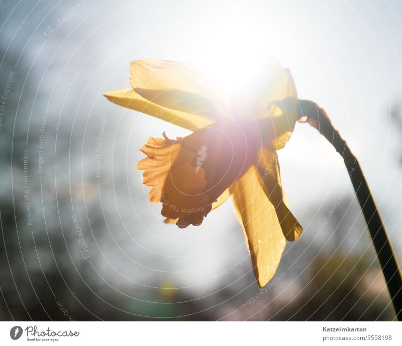 Daffodil in the sun light glow sunlight outdoor gardening flare color outdoors summer colorful beauty bright yellow easter spring beautiful bloom white season