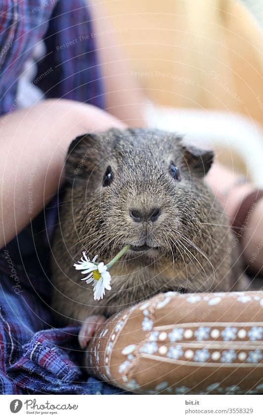 Flowers for Mausi Guinea pig Pet Daisy flowers bleed To feed Eating Feeding Animal Animal portrait Animal face Love of animals Caress Sit To enjoy Cute Pelt