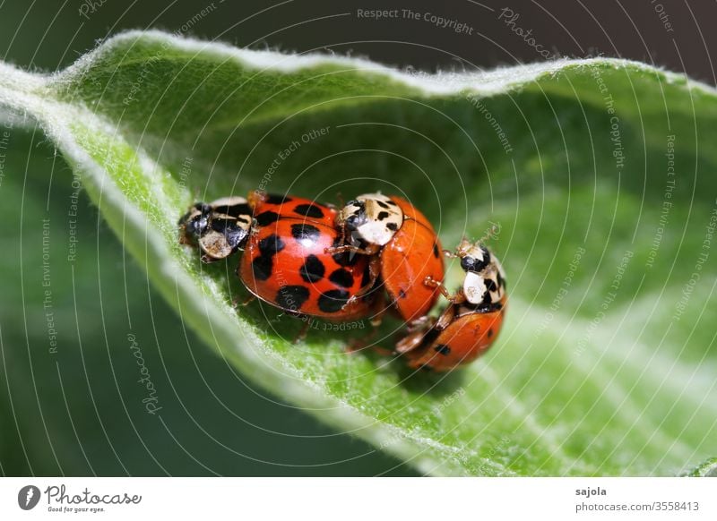 threesome - asian ladybirds Ladybird Asian ladybird Beetle Insect Red Macro (Extreme close-up) Animal green Nature Plant Colour photo luck Exterior shot spring