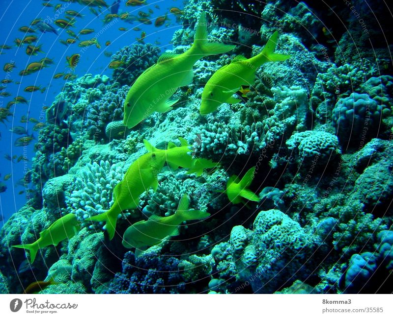goat fish Underwater photo Dive Ocean Egypt Fish diving