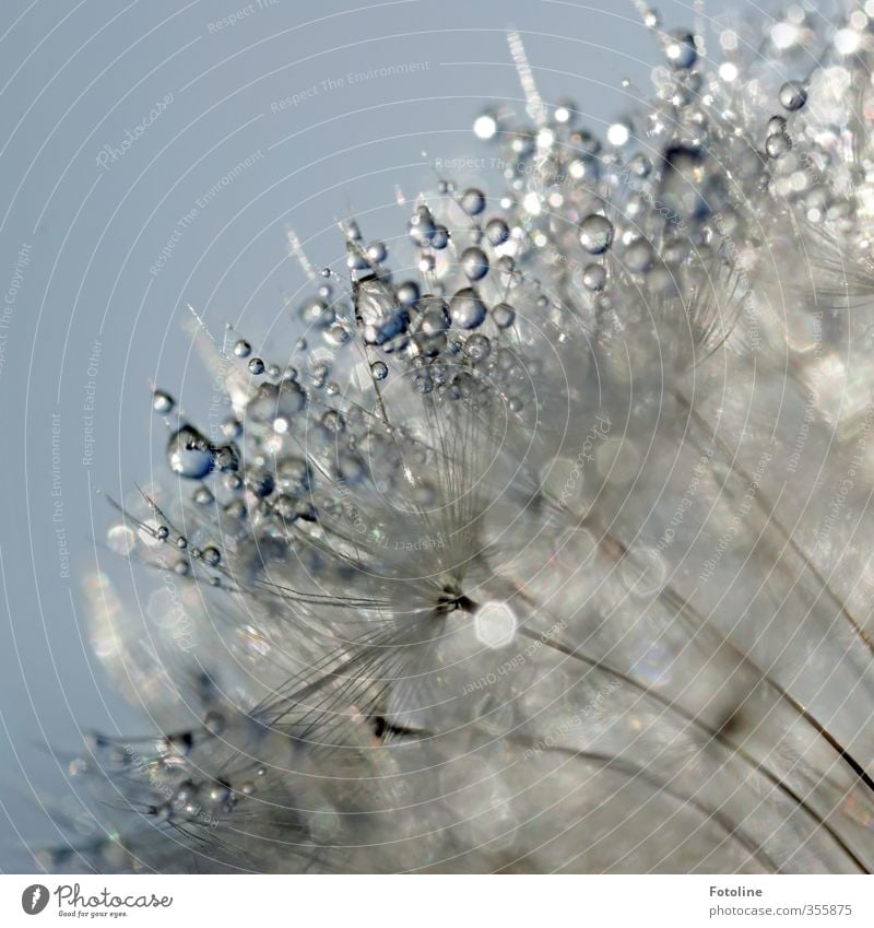 gleam Environment Nature Plant Elements Water Drops of water Sky Cloudless sky Summer Beautiful weather Flower Garden Wet Natural Dandelion Colour photo