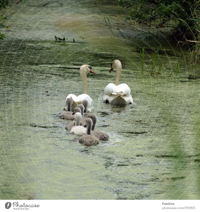Family outing to the countryside Environment Nature Plant Animal Elements Water Spring Brook River Wild animal Bird Swan Baby animal Animal family Wet Natural