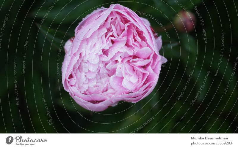 pink peony Flower Pink Blossom Spring Fresh pretty Colour photo Nature Close-up Garden Blossoming Detail Fragrance Macro (Extreme close-up) Plant Exterior shot