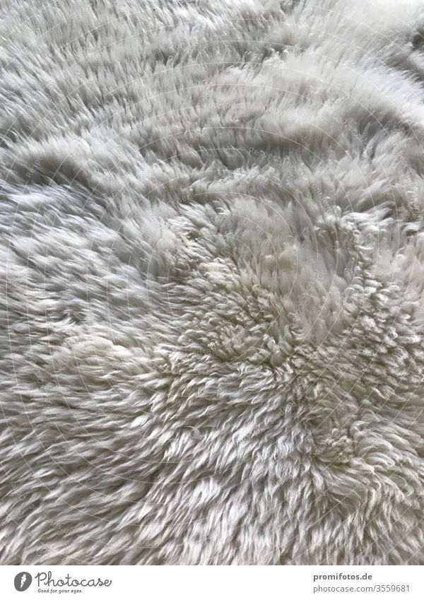 Detail of white lambskin / sheepskin / Photo: Alexander Hauk Sheepskin Animal animals Pelt furs White Nature Natural product Carpet bedside rug garments Coat