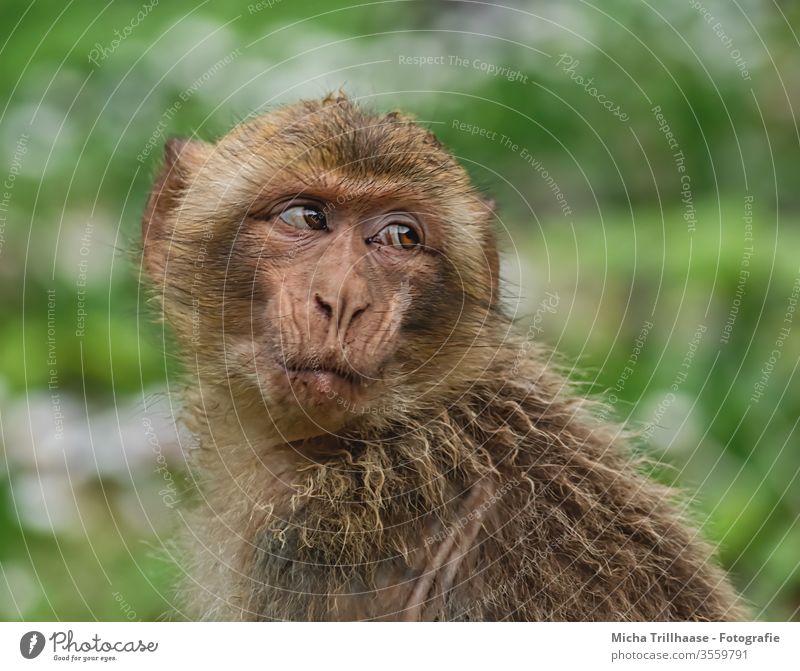 Skeptical view Barbary ape Macaca sylvanus Monkeys Animal face Looking Eyes Head Nose Muzzle Pelt Wild animal look around eye contact young animal macaque