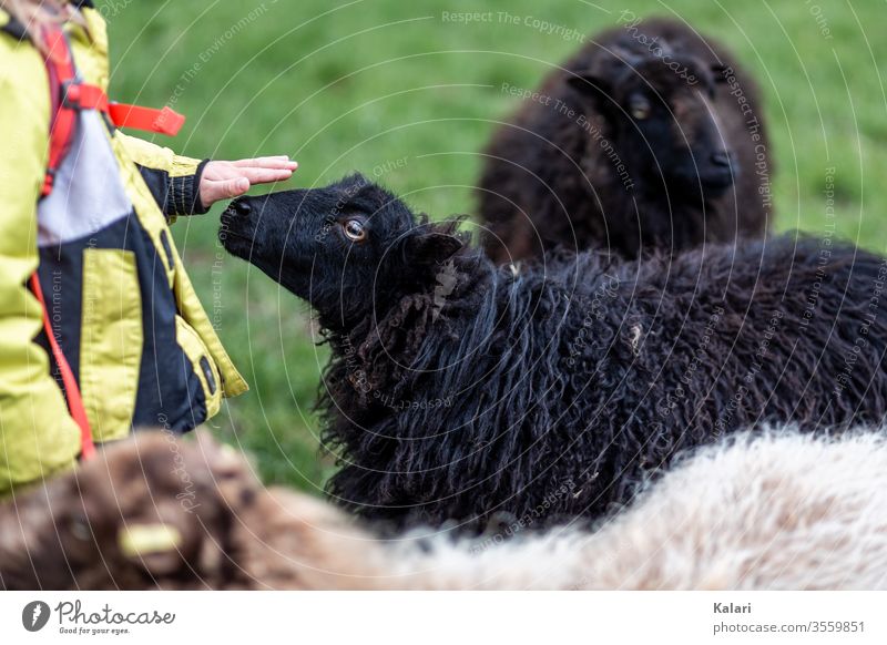 Child with jacket and backpack petting a black sheep in a meadow Sheep Herd Animal portrait Girl Caress Petting zoo Jacket breeding Wool Lamb Black Farm