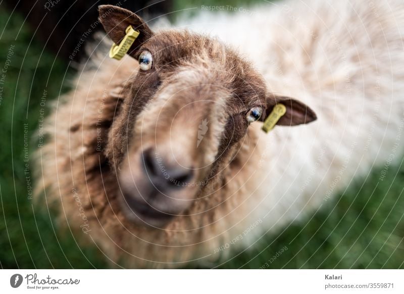 A sheep with brown and white unshorn fur looks at the camera, in the ears are marks Sheep Farm Frontal Animal portrait Looking into the camera breeding Wool