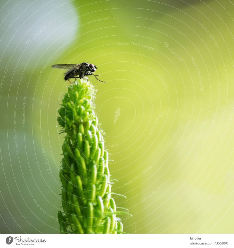fly throne Environment Plant Animal Wild animal Fly Wing 1 Yellow Green Black Sit Throne Insect Hunting Blind Colour photo Exterior shot Close-up