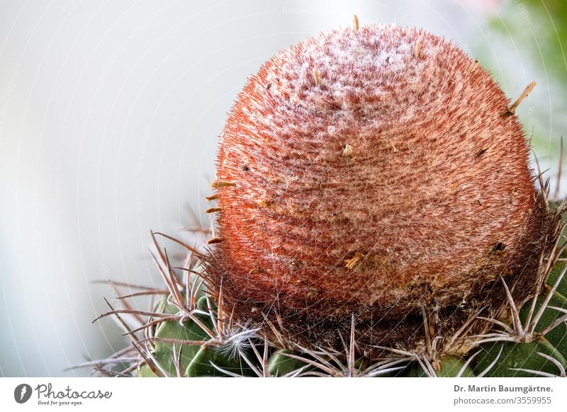 Cephalium (inflorescence zone) of Melocactus matanzanus. When the cactus becomes flowerable, it forms a cephalium; flowering occurs only in this flowering zone