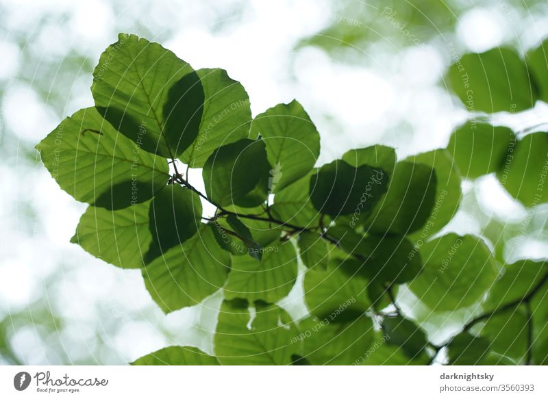Leaves of a beech against the light texture flaked green tree detail Plant fagus Fagaceae natural botanical Nature leaves Pattern Close-up macro Environment