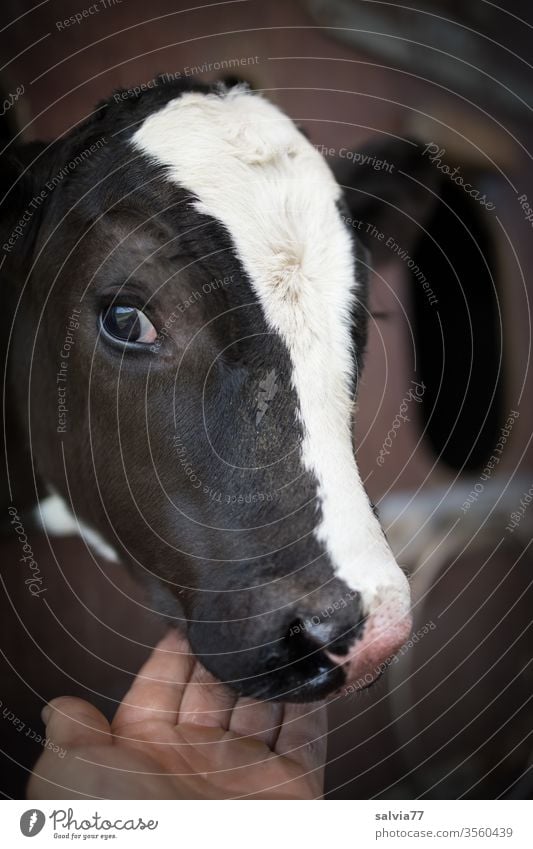 Is the calf hungry yet? Calf Cattle youthful Animal portrait Farm animal by hand Eyes Baby animal Agriculture Colour photo Looking into the camera 1 Nature