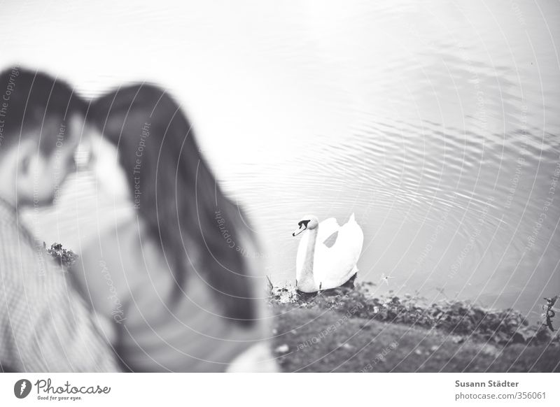 . Human being Woman Adults Man Family & Relations 2 Water Park To enjoy Sit Romance Swan Lovers Together Couple Engagement Narrow Black & white photo