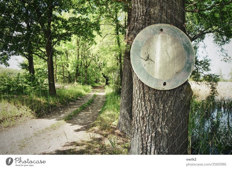 The StVO applies here Nature out tree sign Road sign forest path driving ban Exterior shot Colour photo Deserted Forest Day Landscape Environment Plant Sunlight