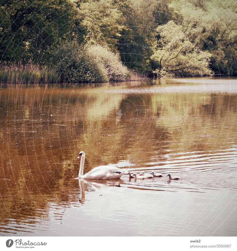 PARANOIA Family & Relations Swan Chick fledglings children Followers Wild animal Nature Pond Baby animal Deserted Colour photo Cute birds Lake be afloat