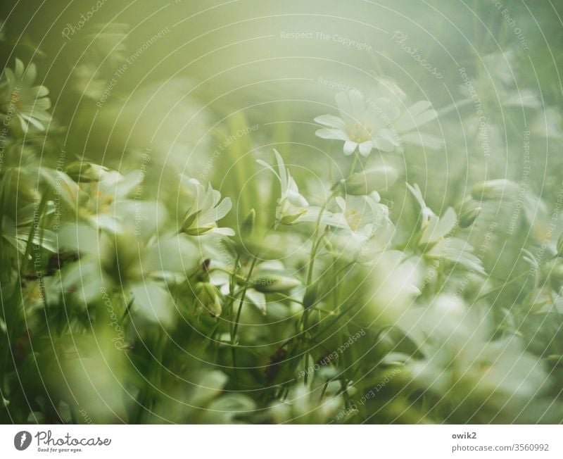 Pastel meadow Meadow little flowers Ground cover plant bleed blossom Small Near Many Motion blur Blur fragrant Nature Plant spring Exterior shot Colour photo