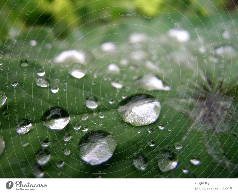 let it rain Leaf Plant Green Drops of water Water Rain Rope Nature Macro (Extreme close-up)