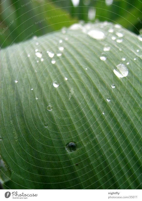 After the rain Leaf Plant Green Drops of water Water Macro (Extreme close-up) Line Rope Nature Rain