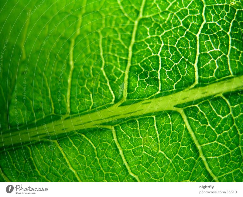green veins Colour photo Detail Macro (Extreme close-up) Pattern Nature Plant Tree Leaf Fresh Natural Clean Green Orderliness Purity Contentment Design Energy