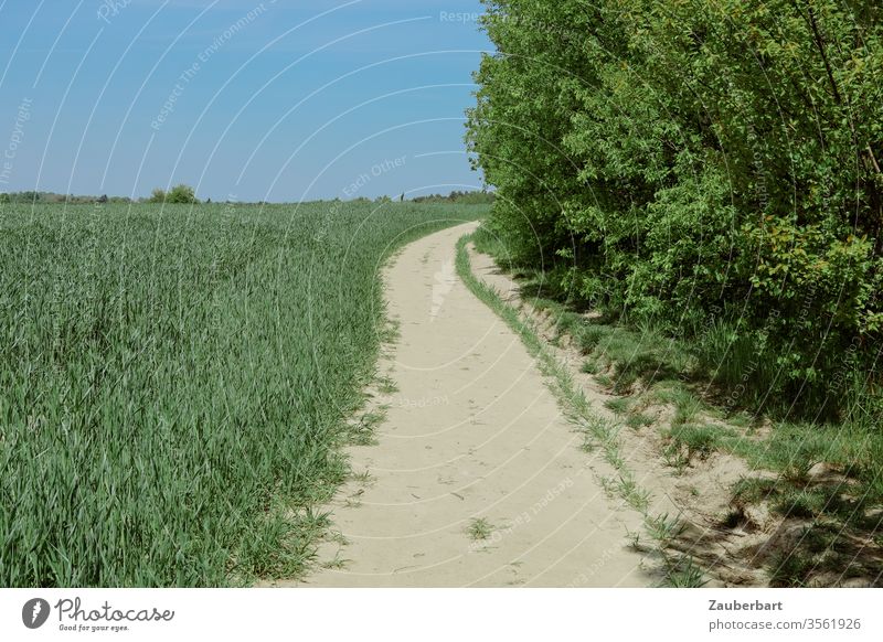 A path at the edge of the field with bushes and trees under a blue sky off off the beaten track Field Sand Sky green Blue huts Nature spring Grass Horizon wide