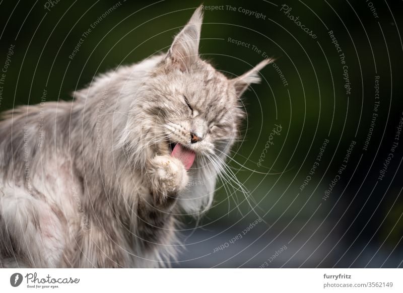 10 year old Maine Coon cat licks his paw in the open air Cat maine coon cat Longhaired cat purebred cat pets Pelt Fluffy feline already silver tabby Copy Space