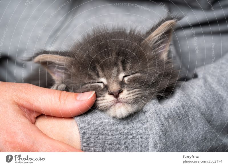 young Maine Coon kitten sleeping in the arms of the owner Cat maine coon cat Longhaired cat purebred cat pets Cute Enchanting Diminutive Kitten 4 weeks old Pelt