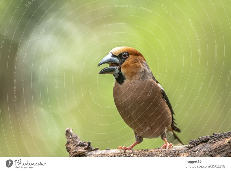 hawfinch sitting on a branch Hawfinch songbird birds Animal Exterior shot Colour photo Nature 1 Day Wild animal Animal portrait Deserted Shallow depth of field