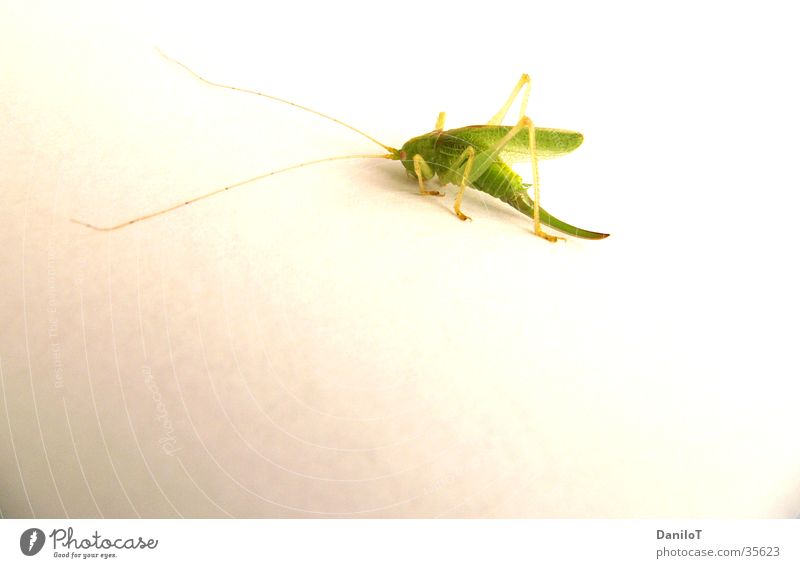 Just Jump Green Locust hopper grass Close-up