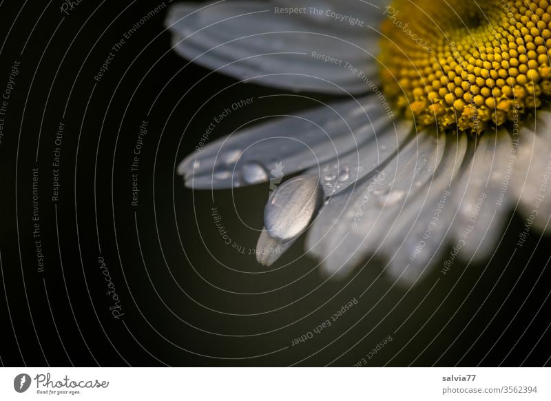 Raindrops on daisy blossom against a dark background bleed Marguerite flowers Drop raindrops Plant Blossom leave Fresh Dew Wet Macro (Extreme close-up)