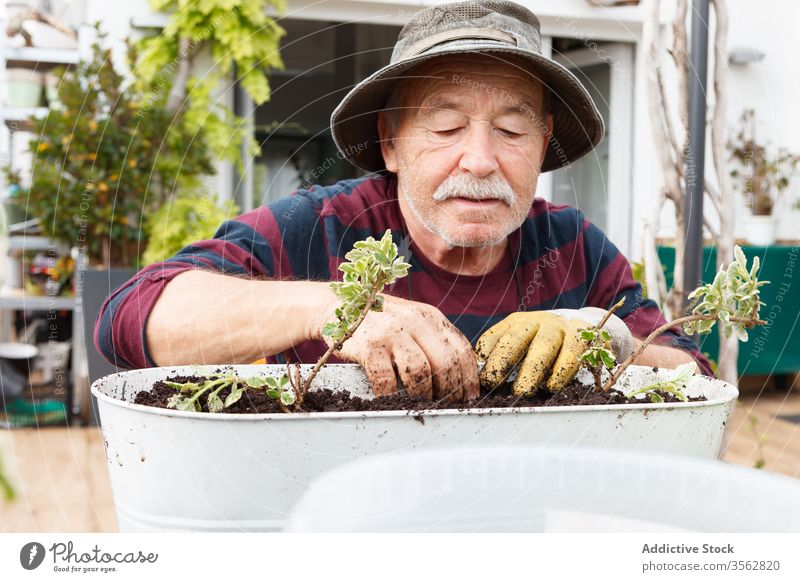 Aged man working with plants in garden senior house pensioner pot yard hobby grow male casual elderly cultivate lifestyle countryside rustic care isolation