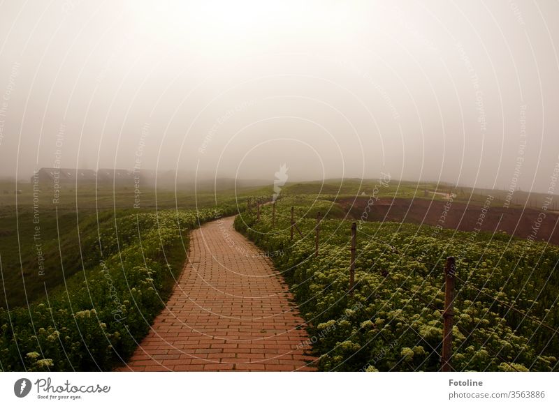 A path on the uplands of the island of Helgoland, surrounded by greenery and leading into a mysterious mist. North Sea Exterior shot Colour photo Deserted