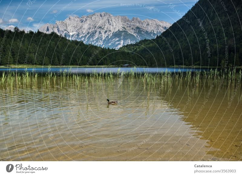 A duck swims in a mountain lake Wild animal Alps Peak Bird Duck Lake Water Mountain Beautiful weather Landscape Nature Sky Plant Forest Juncus Blue Lakeside