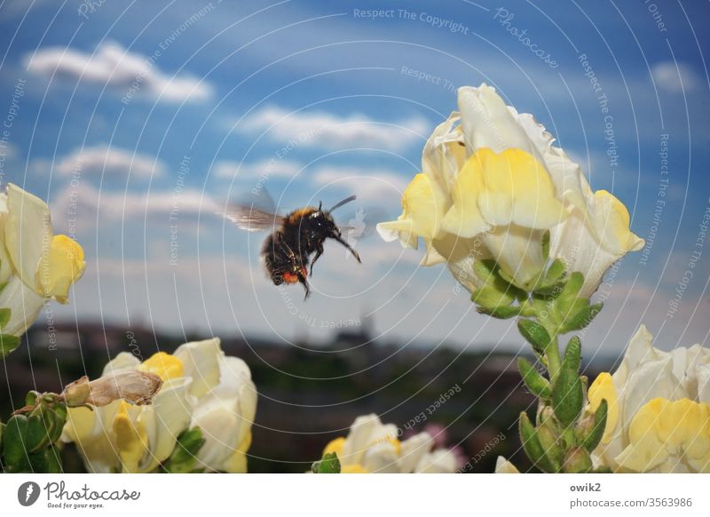 Aviation Bumble bee amass Flying Buzz flowers spring Diligent bleed Plant Animal Nature Colour photo Exterior shot Insect Summer Deserted Garden Close-up