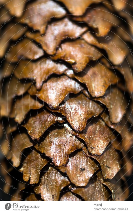 scale of a spruce cone Spruce cone Cone Flake Shaft of light Brown Nature Pattern Morning Contrast Abstract Natural color Detail Structures and shapes