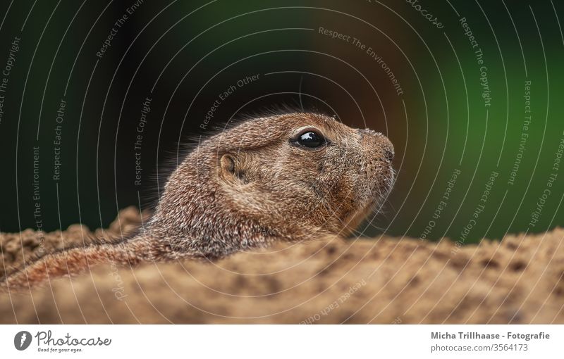 Prairie dog looks out of his den Cynomys Ground squirrel North America Animal Wild animal Nature Animal face Head Eyes Nose Muzzle Ear Pelt construction Cave