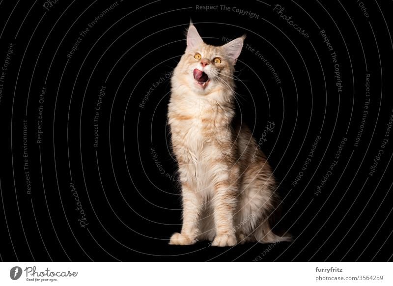 Studio portrait of a hungry Maine Coon cat licking its lips, isolated on a black background Cat pets purebred cat maine coon cat Ear tufts Long Tuft already