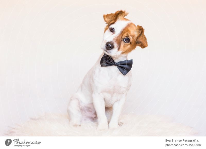 cute young dog over white background wearing a bowtie and looking at the camera. Love for animals concept puppy small portrait pet happy lifestyles indoors love