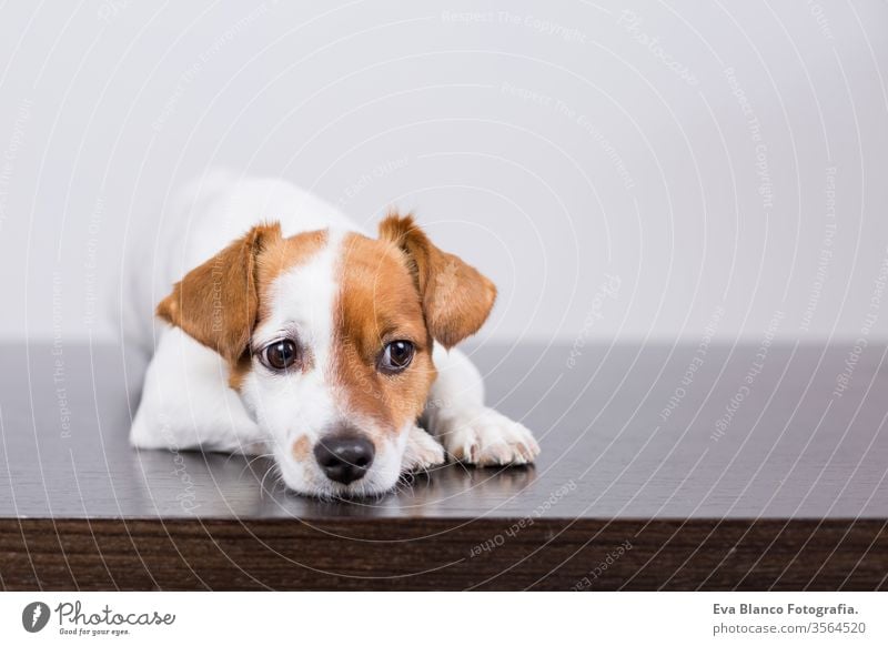 portrait of a cute young small dog lying on a wood table and resting. Pets indoors nose calm white background handsome looking adorable bedroom paws love