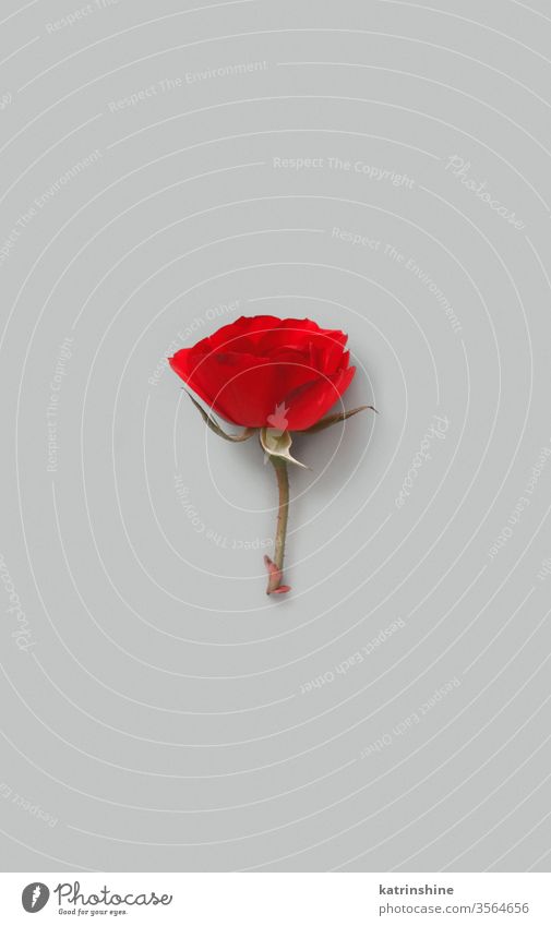 Red Rose flower on a grey background romantic red rose bright minimal top view copy space concept creative day decor decoration design floral holiday march